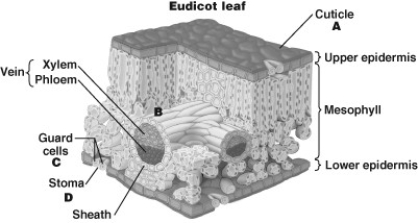-Which structure can change to regulate the amount of CO2 entering the leaf?