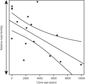 Plants differ from many animals because they undergo indeterminate (continual) growth. Indeterminate growth is common in clonal plants because a single clone can continually produce new clones without undergoing sexual reproduction, even if the plant is capable of doing so. Senescence, an inability to undergo cell division as an organism ages, also occurs in many plants and animals. However, scientists have had a difficult time establishing the occurrence of senescence in cloning plants because of their indeterminate growth patterns. Mutations in somatic cells are common during asexual growth, and these mutations lead to a decrease in sexual fitness. Scientists hypothesize that over time, as these mutations accumulate, they may contribute to senescence in clonal plants. To test this theory, scientists studied a naturally growing population of trembling aspen (Populus tremuloides), a tree species that grows clones from its root system but is capable of sexual reproduction. To determine if trembling aspens senesce, they compared genetic data of estimated tree age with the variable of diminishing fertility: the amount of pollen released by male aspen trees. Here are the results for this part of the study: Source: Adapted from Ally, D., Ritland, K., & Otto, S. P. (2010). Aging in a long-lived clonal tree. PLoS Biol, 8(8): e1000454. doi:10.1371/journal.pbio.1000454. -If a male trembling aspen clone loses its ability to produce pollen, how is its reproduction capability affected?