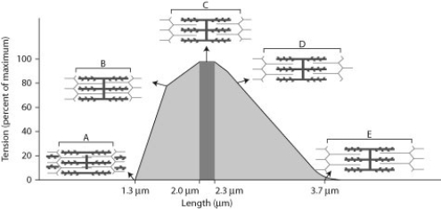 When sarcomeres contract, they generate force (tension). However, the amount of force generated depends on the sarcomere length and the amount of thick and thin filament overlap. Below is a figure that details the force-generating properties of a single sarcomere. This figure was modified from a scientific paper by Al Gordon and colleagues from 1966 and is a classic illustration of the relationship between sarcomere length and force. -At what point on the graph is the sarcomere the most extended?