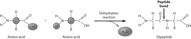 <strong>How are these two amino acids attached? </strong> A) amino group to amino group B) amino group to carboxyl group C) carboxylic acid group to carboxyl group D) through a hydrolysis reaction