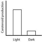 <strong>When microbes are in the dark, they do not produce molecules called carotenoids because the PR proteins are bound to DNA. In the light, however, carotenoids are produced because the PR proteins unbind the DNA. Which of the following graphs best summarizes these statements about carotenoid production in microbes?</strong> A) B) C) D)