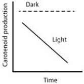 <strong>When microbes are in the dark, they do not produce molecules called carotenoids because the PR proteins are bound to DNA. In the light, however, carotenoids are produced because the PR proteins unbind the DNA. Which of the following graphs best summarizes these statements about carotenoid production in microbes?</strong> A) B) C) D)