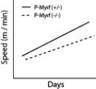 Oligodendrocytes are cells in the brain that produce myelin in the central nervous system. Myelin regulatory factor (MyRF) is a transcription factor that is required by oligodendrocytes in order to produce myelin. Researchers investigated the importance of MyRF by having mice learn how to run on complex wheels (there were many gaps in the wheel thus making it difficult to run on-see graph below). -When mice are learning to run on these complex wheels, what part of the brain are they primarily using?