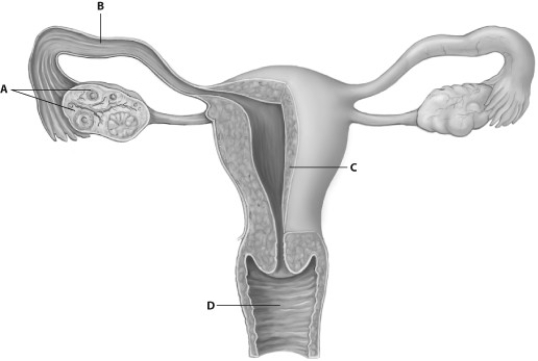 -In which part of the human female reproductive system would sterilization be performed?