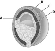 -From which part of this figure will the nervous system develop?