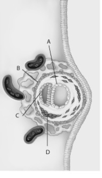 -What part in the figure below will develop into the placenta?