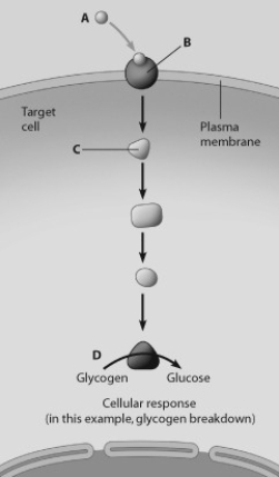 <strong>Which molecule in this figure portraying water-soluble hormone action is the receptor protein? </strong> A) molecule A B) molecule B C) molecule C D) molecule D