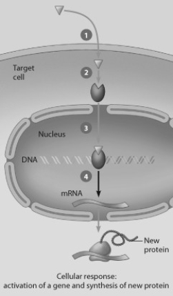 Which step in this figure portraying lipid-soluble hormone action shows transcription in response to the bound hormone-receptor complex?