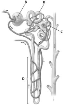 Which part of the nephron shown is its proximal tubule?  