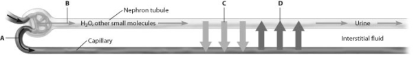 <strong>Which arrow in this schematic view of the nephron shows reabsorption? </strong> A) arrow A B) arrow B C) arrow C D) arrow D