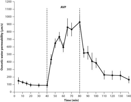 <strong>The following questions relate to the three figures above, which indicate how the tubules in the kidney respond to the administration of the hormone vasopressin (AVP). The density of the aquaporins in the presence of vasopressin was approximately</strong> A) half as much as before the administration of vasopressin. B) twice as much as before the administration of vasopressin. C) four times as much as before the administration of vasopressin. D) unchanged by the administration of vasopressin.