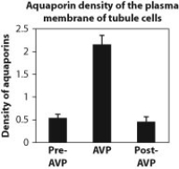 <strong>The following questions relate to the three figures above, which indicate how the tubules in the kidney respond to the administration of the hormone vasopressin (AVP). The density of the aquaporins in the presence of vasopressin was approximately</strong> A) half as much as before the administration of vasopressin. B) twice as much as before the administration of vasopressin. C) four times as much as before the administration of vasopressin. D) unchanged by the administration of vasopressin.