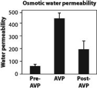 <strong>The following questions relate to the three figures above, which indicate how the tubules in the kidney respond to the administration of the hormone vasopressin (AVP). The density of the aquaporins in the presence of vasopressin was approximately</strong> A) half as much as before the administration of vasopressin. B) twice as much as before the administration of vasopressin. C) four times as much as before the administration of vasopressin. D) unchanged by the administration of vasopressin.