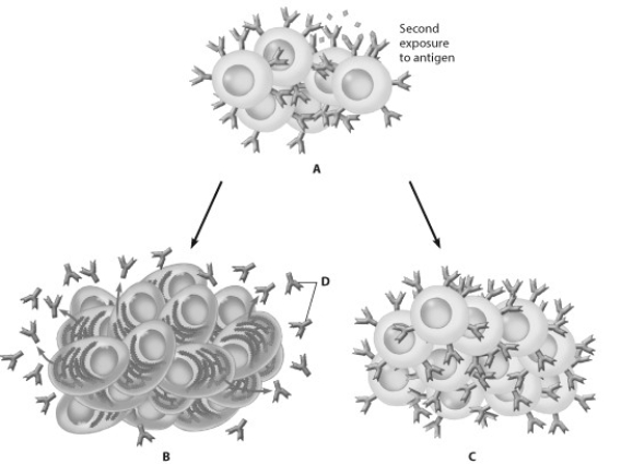 <strong>Which part of this figure shows a clone of memory cells? </strong> A) part A B) part B C) part C D) part D