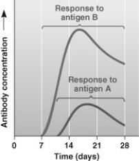 <strong>Suppose that a person encountered two different antigens at about the same time which initiated two different immune responses (shown in the accompanying figure). What can you conclude from these data? </strong> A) The person likely has been exposed to antigen B before. B) Antigen A is an allergen. C) The person is likely undergoing a secondary immune response to antigen A. D) Antigen B caused an inflammatory response.
