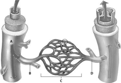 <strong>Which part of this figure depicts an arteriole? </strong> A) A B) B C) C D) D