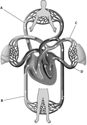 <strong>In which part of this figure would blood have the highest oxygen content? </strong> A) A B) B C) C D) D