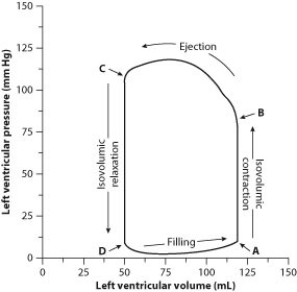 To evaluate cardiac function, scientists and physicians measure both the pressure and the volume inside the heart. When both pressure and volume data are plotted on the same graph, the resulting graph is called a pressure-volume loop. To create a pressure-volume loop, a catheter (a thin tube) is inserted into the vessels of the heart, and measurements of both left ventricular pressure and left ventricular volume are taken. The data are plotted on a graph, and cardiac function can then be evaluated from the distribution of the data and the shape of the loop. The following figure shows a typical left ventricle pressure-volume loop for a healthy young adult. The cardiac cycle proceeds counterclockwise. Each complete turn around the loop (for example, starting at point A and ending back at point A) represents one complete cardiac cycle. -If the time it takes to go around the loop is 1 second, what is the cardiac output in units of liters per minute?