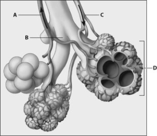 <strong>Which part of the diagram shows alveoli? </strong> A) part A B) part B C) part C D) part D