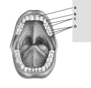 Which of these teeth is an incisor?  