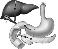 Which arrow shows the release of digestive enzymes by the pancreas?