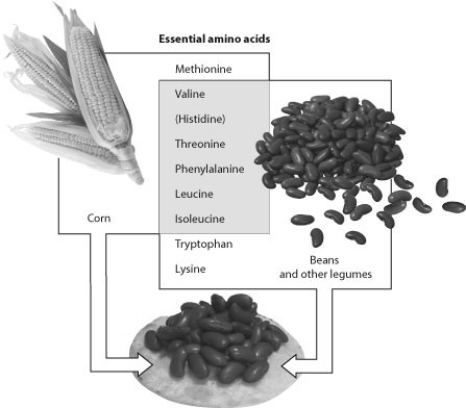 -According to the accompanying figure, which amino acid is found in corn but not in beans?