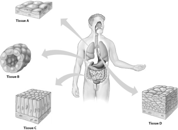    -Which type of epithelial tissue shown is a stratified tissue?  