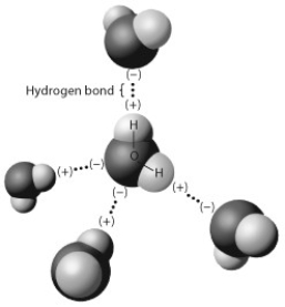 The figure below shows five water molecules. The hydrogen bonds shown in this figure are each between