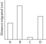    Thin-layer chromatography is a method that can be used to separate molecules by their polarity. A mixture of molecules in a nonpolar liquid (the mobile phase) is added to the bottom of a piece of adsorbent material (the stationary phase) and allowed to migrate up the material. More-polar molecules interact more strongly with the stationary phase and thus migrate less. Less-polar molecules interact less strongly with the stationary phase and thus migrate more. Below are sample data for four different molecules from a thin-layer chromatography experiment. [Art: custom PowerPoint figure created by the author] -Below are the structures of two molecules: ethanol and cyclohexane. Which would migrate farther in a thin-layer chromatography experiment? [Art: modified from Wikipedia images of the structures]  