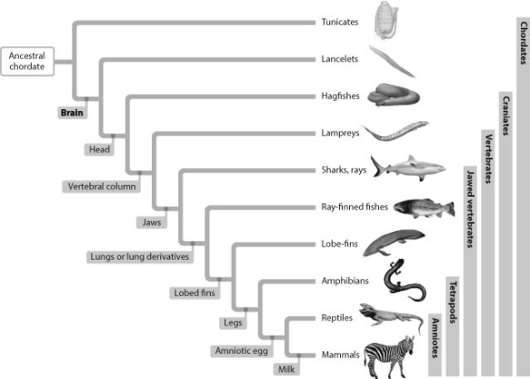 -Suppose scientists discovered an organism that had a head with a brain at the anterior end of the dorsal nerve, eyes and other sensory organs, a skull, and a vertebral column. The organism could not be a(n)