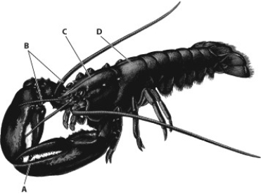 <strong>Use the figure below to answer the questions that follow. Which part of this figure shows the thorax segment of the lobster?</strong> A) structure A B) structure B C) structure C D) structure D