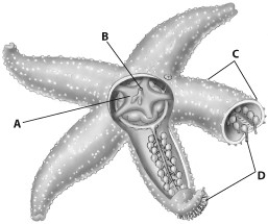 <strong>Use the figure below to answer the questions that follow. Which part of this figure shows the tube feet of the starfish? </strong> A) structure A B) structure B C) structure C D) structure D