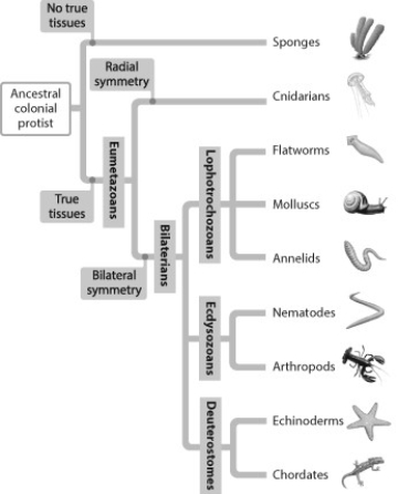 <strong>Use the figure below to answer the questions that follow. Which group of animals is the most diverse?</strong> A) sponges B) deuterostomes C) bilaterians D) eumetazoans