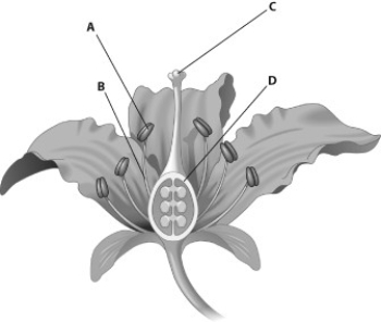 Which part of this figure represents the anther?  
