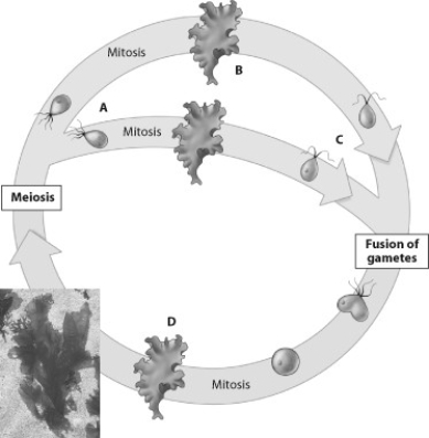   -Which stage of the life cycle of Ulva shown is the sporophyte?