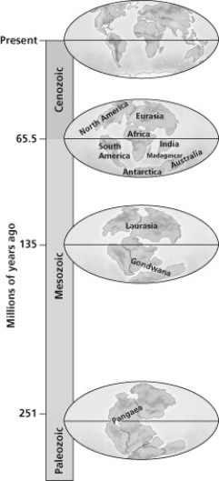 <strong>According to the accompanying figure, if a species were found only in Laurasia 135 million years ago, on which modern continents would its descendants most likely be found today? </strong> A) North America only B) Europe and Asia only C) North America, Europe, and Asia D) Africa and South America