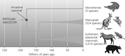 <strong>According to the accompanying figure, during what time frame was there an adaptive radiation of eutherians? </strong> A) about 200 million years ago B) about 170 million years ago C) from 140 to 100 million years ago D) from 100 million years ago to the present
