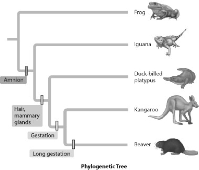 <strong>Shown are phylogenetic trees of vertebrates (A) and reptiles (B). Using the data in these models, what might a Tyrannosaurus rex taste like? (A) (B)</strong> A) beef steak B) frog legs C) chicken legs D) pork chops