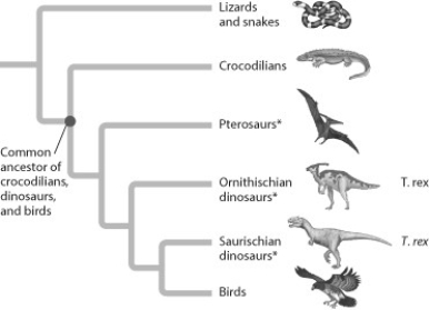 <strong>Shown are phylogenetic trees of vertebrates (A) and reptiles (B). Using the data in these models, what might a Tyrannosaurus rex taste like? (A) (B)</strong> A) beef steak B) frog legs C) chicken legs D) pork chops