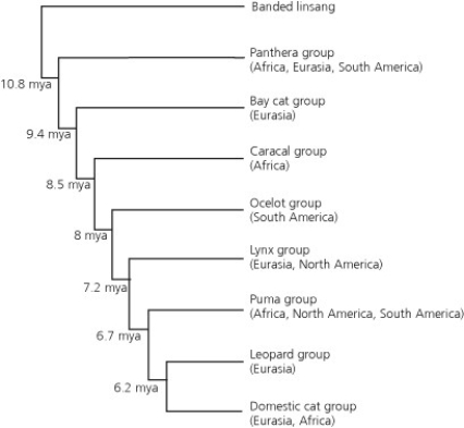 The family Felidae (cats) is distributed across Africa, Eurasia, North America, and South America and is hypothesized to have eight major lineages (Panthera, bay cat, caracal, ocelot, lynx, puma, leopard, and domestic cat groups) as shown in this phylogenetic tree, constructed from DNA sequences. Scientists used a molecular clock and fossil evidence to date the divergence of each group. The dates of divergence are provided in the accompanying figure.    -The banded linsang is not a member of the Felidae. Its inclusion in this evolutionary analysis is to
