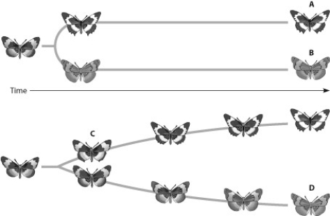 Which butterfly has changed gradually but significantly from its ancestor through microevolutionary events that were not part of a speciation event?  