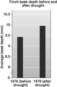 <strong>Which of these is the best hypothesis about what led to the change seen in the data? </strong> A) Birds with deeper beaks were more likely to survive the drought. B) Birds with deeper beaks were better able to defend their territories and therefore had more food sources than those with shallower beaks. C) In conflicts over individual seeds, birds with deeper beaks were better competitors. D) During the reproductive season, each bird with a deep beak laid more eggs than each bird with a shallower beak.