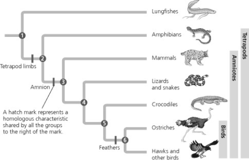 According to this figure, which pair of organisms shares the most recent common ancestor?  