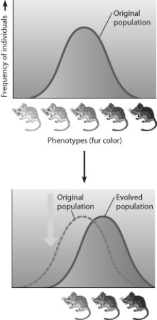 <strong>Which statement best describes the mode of selection depicted in the figure? </strong> A) stabilizing selection, changing the average color of the population over time B) directional selection, favoring the average individual C) directional selection, changing the average color of the population over time D) disruptive selection, favoring the average individual