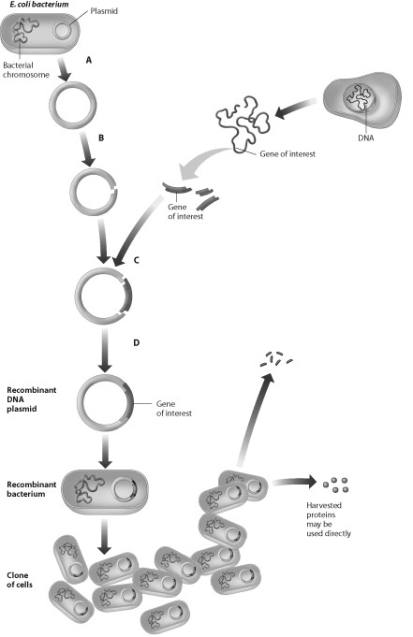 <strong>Which step in this process requires use of restriction enzymes? </strong> A) step A B) step B C) step C D) step D
