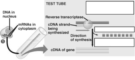 <strong>Which step in the creation of cDNA involves the use of reverse transcriptase? </strong> A) step 1 B) step 2 C) step 3 D) step 4