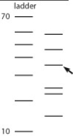 <strong>Use the accompanying figure to answer the following question. The bands in the ladder are in 10-base increments, starting with 10 bases at the bottom and going to 70 bases at the top. Approximately how many bases are in the DNA molecule that the arrow is pointing to? </strong> A) 30 bases B) 36 bases C) 40 bases D) 44 bases