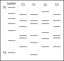 <strong>Use the accompanying figure to answer the following question. The bands in the ladder are in 10-base increments, starting with 10 bases at the bottom and going to 70 bases at the top. CS, crime scene; S1, suspect 1; S2, suspect 2; S3, suspect 3. Which suspect is likely to have committed the crime? </strong> A) suspect 1 B) suspect 2 C) suspect 3
