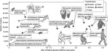 <strong>What can you conclude from this figure? </strong> A) Nematodes have more genes that mustard plants. B) The size of the genome is negatively correlated with the number of genes. C) Mammals tend to have the largest genomes. D) Animals have the largest numbers of genes.