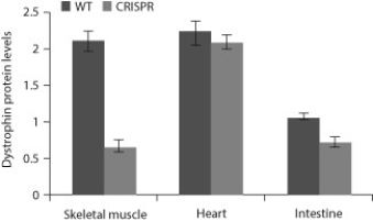 <strong>After reading the paragraphs below, answer the questions that follow. Researchers are using the CRISPR-Cas9 system to genetically engineer organisms in order to study gene function and to attempt to help patients with genetic diseases. In 2016, a research team used the CRISPR-Cas9 system to genetically alter pig zygotes so that they would have muscular dystrophy, a type of genetic disease that results in muscle wasting and loss of muscle mass. This disease often results from a lack of the protein dystrophin in skeletal muscle tissue. Researchers sometimes develop animal models of diseases so that they can develop therapies to treat the human version of the disease. The researchers compared the molecular biology and physiology of two types of pigs: healthy, normal pigs (WT) and those that were modified when they were zygotes with the CRISPR-Cas9 system (CRISPR). The data below show the dystrophin levels in various tissues from both types of pigs. Source: Adapted from Yu, H. H., Zhao, H., Qing, Y. B., Pan, W. R., Jia, B. Y., Zhao, H. Y., Huang, X. X., et al. (2016). Porcine zygote injection with Cas9/sgRNA results in DMD-modified pig with muscle dystrophy. International Journal of Molecular Sciences,17(10): 1668. MDPI AG. Retrieved from http://dx.doi.org/10.3390/ijms17101668. In this study, what would have been true of the guide RNA that was used in the CRISPR-Cas9 system?</strong> A) The guide RNA was complementary in sequence to a region of the dystrophin gene. B) The guide RNA was injected into skeletal muscle cells, heart cells, and intestinal cells. C) The guide RNA helped target the Cas9 enzyme to the dystrophin protein.